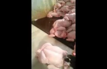 Podrasowywanie kurczaków