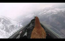 Dzielna kura spełnia swoje marzenie o lataniu