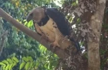 Park narodowy Madidi prawdopodobnie najbardziej bioróżnorodnym miejscem na Ziemi