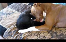 Pitbull vs Kitten .