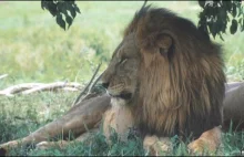 W Kamerunie tubylcy okradają lwy z ich zdobyczy