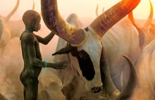 Niezwykłe zdjęcia z plemienia Dinka. Sudan.