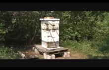 Bee Hives Not Opened for 10+ Years Scottsbluff, Nebraska