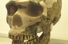 Dlaczego neandertalczycy rzadko mieli próchnicę