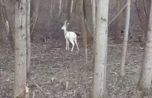 To zdarza się bardzo rzadko! Koziołek albinos pod Polanicą. Zobacz zdjęcia!