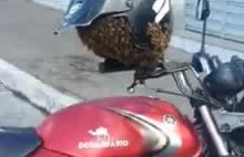 Pszczoły wyroiły się z ula i zajęły kask motocyklowy.