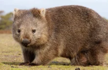 Naukowcy odkryli jak wombaty robią sześcienne kupy!