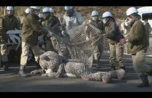 Kuriozalne ćwiczenia dla pracowników japońskich ogrodów zoologicznych