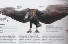 Argentawis - największy znany nauce ptak latający jaki stąpał po tym globie.