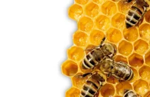 Naukowcy chcą zakazu stosowania w UE pestycydów niebezpiecznych dla pszczół