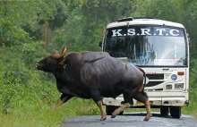 Gaur - największy(niemal ogromny) dziki byk na świecie.