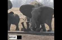 Słonik utknął bezradnie uratowany przez dorosłego słonia
