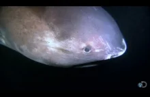 Pierwsze nagranie rekina wielkogębowego