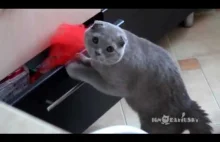 Cat Gets Caught Stealing From A Drawer