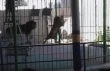 Na oczach dzieci lew rozszarpał tresera, podczas występu w cyrku [wideo +18]
