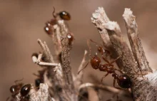 Szalone mrówki gorsze od mrówek ognistych