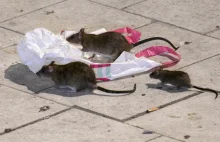 Szczury chodzą po ulicach. Szwedzi nie mogą sobie z tym poradzić