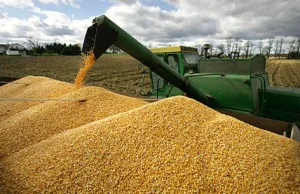 Czy kukurydza GMO zwiększa plony? ARTYKUŁ PO ANGIELSKU