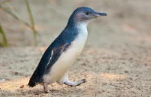Australijczycy dla ratowania pingwinów zburzyli miasto