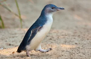 Australijczycy dla ratowania pingwinów zburzyli miasto