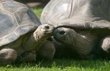 Żółwie rozstały się po 115 latach związku