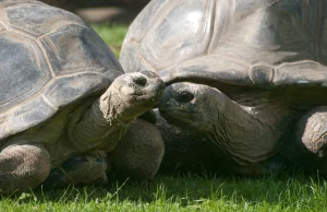Żółwie rozstały się po 115 latach związku