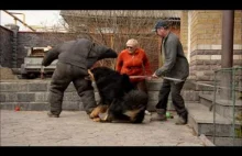 Mastif tybetański - taki mały "miś" do obrony