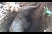 Słoniątko uratowane ze studni w Kerali
