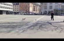 Dog & Pigeon - Slowly, slooooowwly, ...