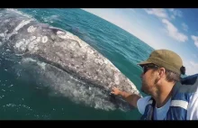 Młody wieloryb podpływa do łodzi i daje się dotknąć