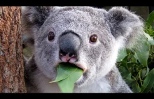 Koala: Najglupszy ssak na swiecie