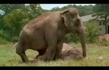 Spotkanie słoni po 20 latach rozłąki