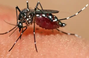 Komary przenoszące wirus Zika mogą składać zainfekowane jaja