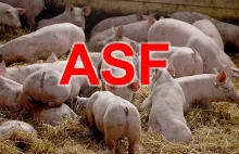 Warmińsko-mazurskie: nowe przypadki ASF u świń