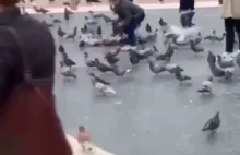 Chłopiec łapie gołębie i rzuca nimi w ludzi.