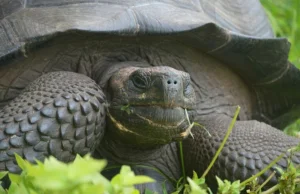 Nowy gatunek ogromnych żółwi z Galapagos!