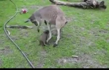 australijskie zoo