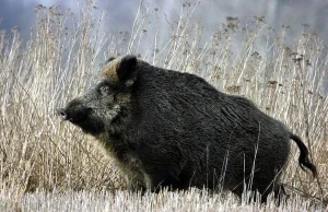 Dzików jest coraz mniej, ale szkód łowieckich więcej