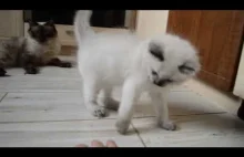 Ragdoll kitten