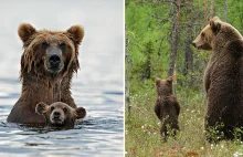 Niedźwiedzie wychowanie :)
