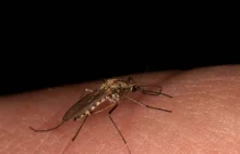 Czy środki na komary są groźne dla zdrowia? GIS odpowiada