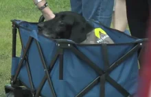 Ten pies wykrył ponad 300 ładunków wybuchowych. Tak żegnało go wojsko
