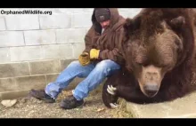 Kiedy twój niedźwiedź miał ciężki dzień i potrzebował dodatkowej miłości ...