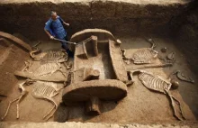 Wykop z 2500 letnim rydwanem i kompletnymi szkieletami koni