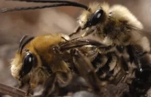 Tak wygląda... seks pszczół