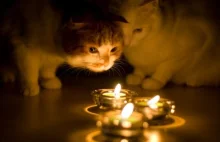 Koty gaszące świeczki