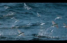 Trudne życie latających ryb - BBC Earth