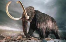 Pod Kopcem Kościuszki znaleziono największą rzeźnię mamutów