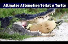 Alligator try to eating a live turtle