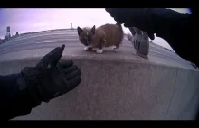 Policjanci z Kansas ratują kotka na autostradzie